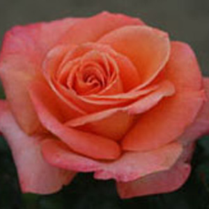 Unbranded Mama Mia Hybrid Tea Rose