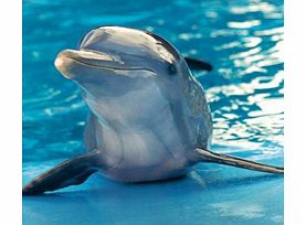 Unbranded Manatee Park - Dolphin Swim Ticket