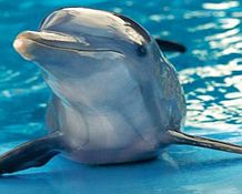 Unbranded Manati Park - Dolphin Swim Ticket