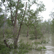Mangrove Swamp Cruise - Adult