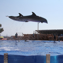 Unbranded Marineland with Transfers from East of Majorca -