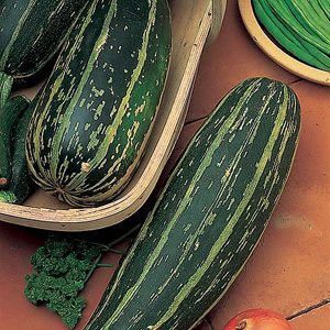 Unbranded Marrow Long Green Bush 2  Improved Seeds