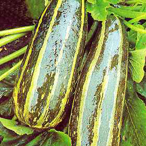 Unbranded Marrow Long Green Striped Seeds