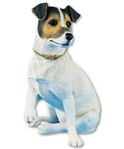 Medium Jack Russell Dog