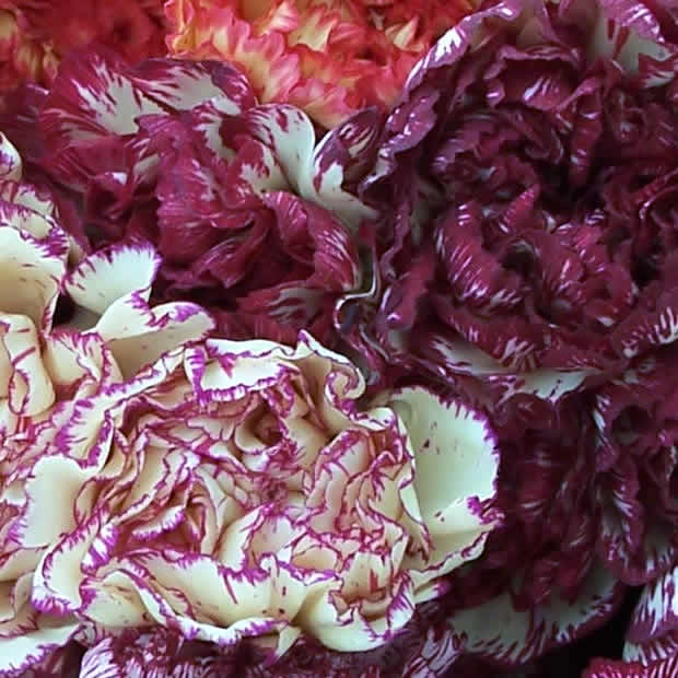 Unbranded MegaBox - 50 Mixed Carnations