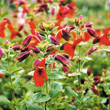 Unbranded Mimulus Cardinalis Red Dragon Seeds Average