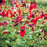 An unusual and very appealing perennial producing bright scarlet flowers with white veining and dark