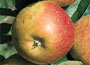 Minarette Apple