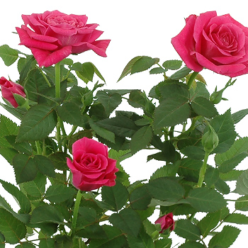 Unbranded Miniature Pink Rose Bush - flowers