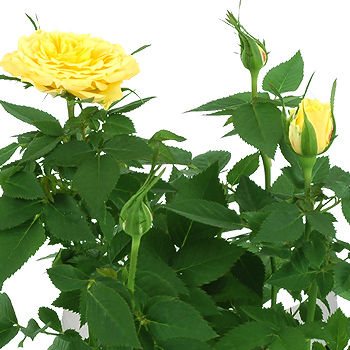 Unbranded Miniature Yellow Rose Bush - flowers