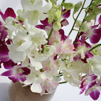 Unbranded Mixed Long Stem Orchids