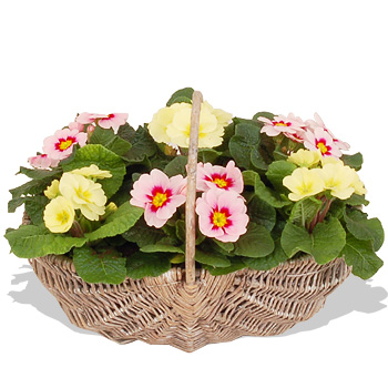 Unbranded Mixed Primula Trug - flowers
