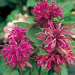 Unbranded Monarda Panorama Seeds