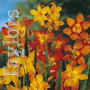 Unbranded Montbretia Bulbs