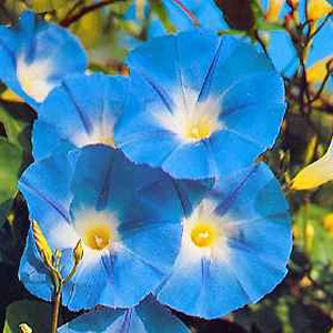 Gorgeous sky blue flowers  up to 6cm (2