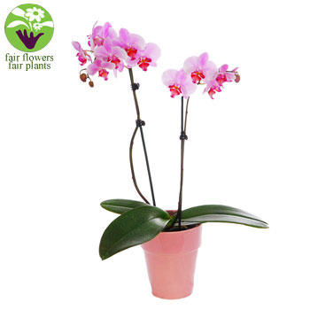 Unbranded Mothers Day - Pink Orchid - flowers