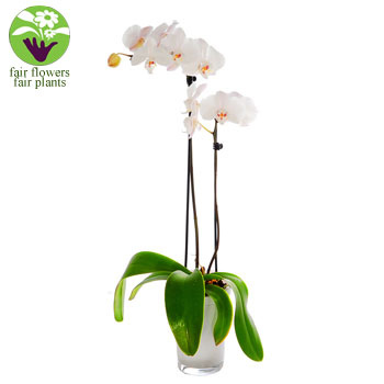 Unbranded Mothers Day - White Orchid - flowers