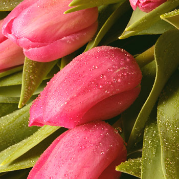 Unbranded Mothers Day Divine Tulips and Wine - flowers