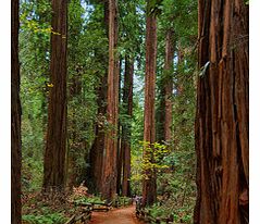 Head along the spectacular Pacific Coast Highway through the coastal mountains where you will discover breathtaking views of the Pacific Ocean and the amazing coastal Redwoods  some of the tallest trees in the world.