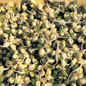 Unbranded Mung Beans Childrens Seeds