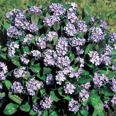 Unbranded Myosotis Victoria Lavender Seeds Average Seeds 260