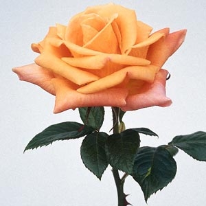 Unbranded Name a Rose