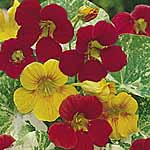 Unbranded Nasturtium Alaska Mixed Seeds 416993.htm