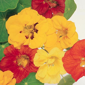 Unbranded Nasturtium Jewel Mix Seeds