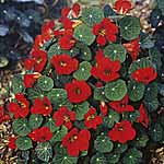 Unbranded Nasturtium Princess of India Seeds 417027.htm