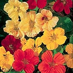 The flowers of these unique Nasturtiums sit open faced  on top of the stems above the foliage. Singl