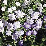 Unbranded Nemophila Blackcurrant Sundae Seeds 417042.htm