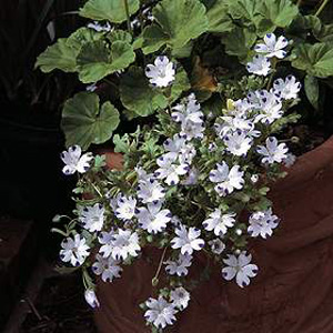 Pretty easily grown plants for the front of the border  bedding  container or the rockery. They also