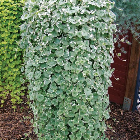 Unbranded Nepeta Variegata Plants Pack of 5 Pot Ready