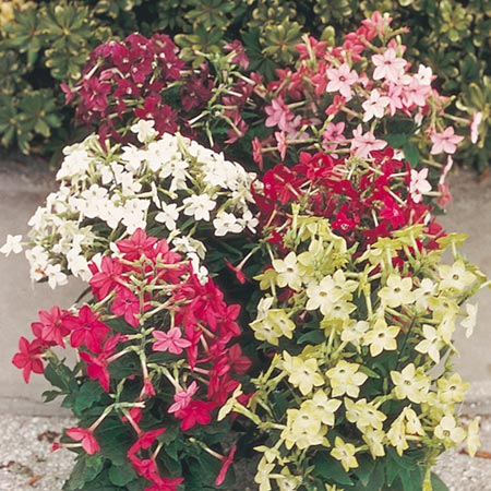 Unbranded Nicotiana Sensation Mixed Seeds Average Seeds 3000