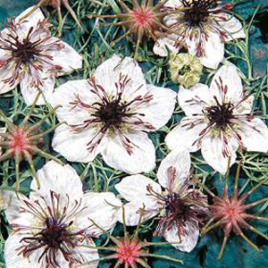 Attractive large  snowy-white blooms with the deepest black centres are followed by intriguing and d