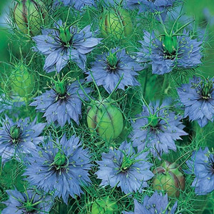 An RHS `Award of Garden Merit` winner. Clear cornflower-blue. Pretty  delicate foliage  and flowers 