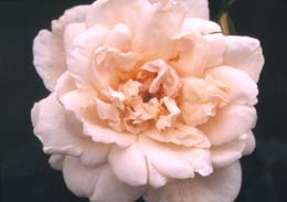   Fragrant, fully double, pale pink to white flowe