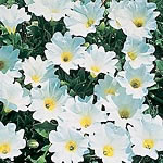 Dazzling pure-white trumpet-like flowers. An excellent choice for hanging baskets or ground cover  a