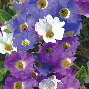 The showy  trumpet-shaped flowers of this superb variety are a cool combination of lavender  purple 