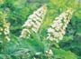 Oak-leaved Hydrangea