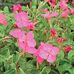 Attractive dark-green lance-shaped leaves are topped with beautiful four-petalled pink flowers. Give