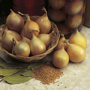 Unbranded Onion Brown Pickling SY 300 Seeds