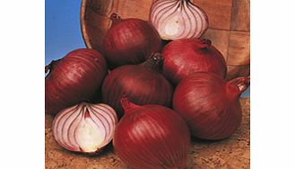 A flavoursome maincrop  thin necked semi-globe to globe shaped  deep red onion. Very good for over-w