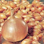 Unbranded Onion Sets - F1 Forum (200g Pack)
