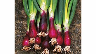 A tasty dual purpose red spring onion or bulb onion - high in dietary fibre  low in calories  and pa