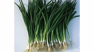 Unbranded Onion (Spring) Salad Laser Seeds