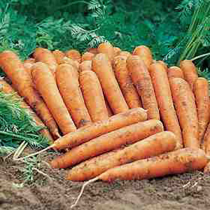 Unbranded Organic Carrot Jeanette Seeds