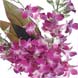 Oriental Orchids with Courier Delivery