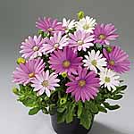 Unbranded Osteospermum Arusha Plants 402581.htm