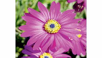 Unbranded Osteospermum Plant - Little Writtle